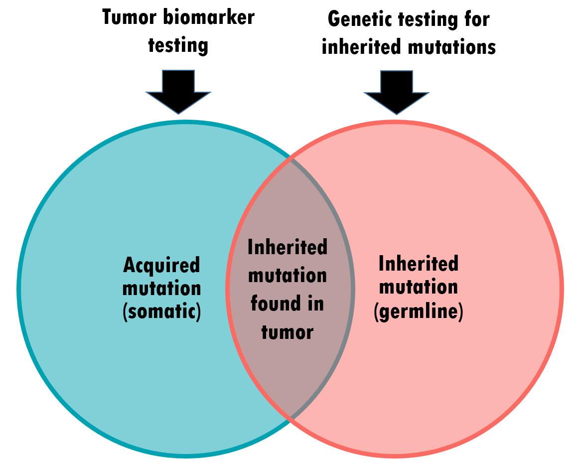 Illustration of concept of the overlap between tumor <button
                x-data
                class='glossary-tip tt-biomarker'
                x-tooltip='<p>A chemical in the body that can be measured. Doctors sometimes run tests to measure biomarker levels to diagnose or track a condition. CA125 is an example of a biomarker that can be elevated in women with ovarian cancer.&nbsp;</p>
'
            >biomarker</button> testing and genetic testing